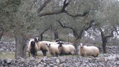 Ευλογιά-προβάτων:-Σε-ποιες-Περιφέρειες-εφαρμόζονται-νέα-μέτρα-και-σε-ποιες-αίρονται