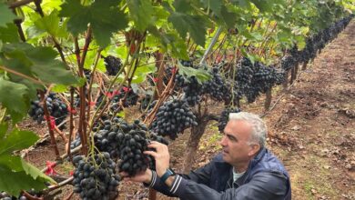Ζαφείρης-Μυστακίδης:-Η-έλλειψη-εμπορικού-ενδιαφέροντος-έχει-προκαλέσει-μεγάλο-πρόβλημα-στους-σταφυλοπαραγωγούς-Παγγαίου